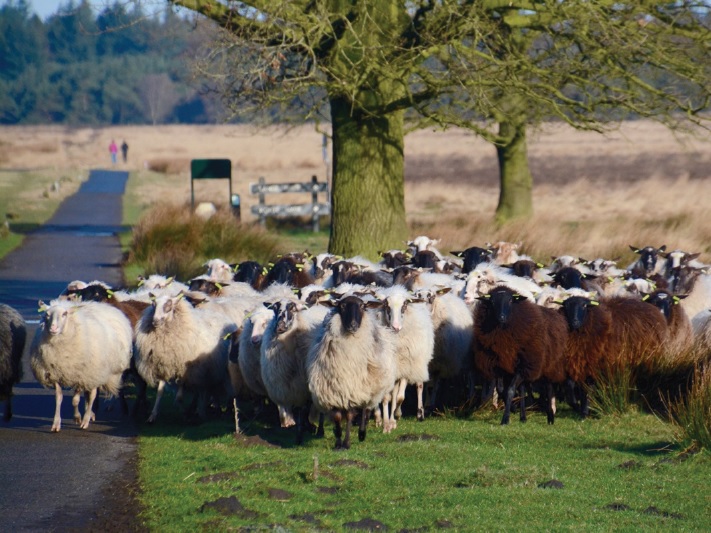 Natuur in Drenthe